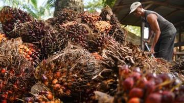 Harga TBS Anjlok di Petani, Wamentan Desak Kepala Daerah Tindak Tegas Pabrik Sawit Nakal
