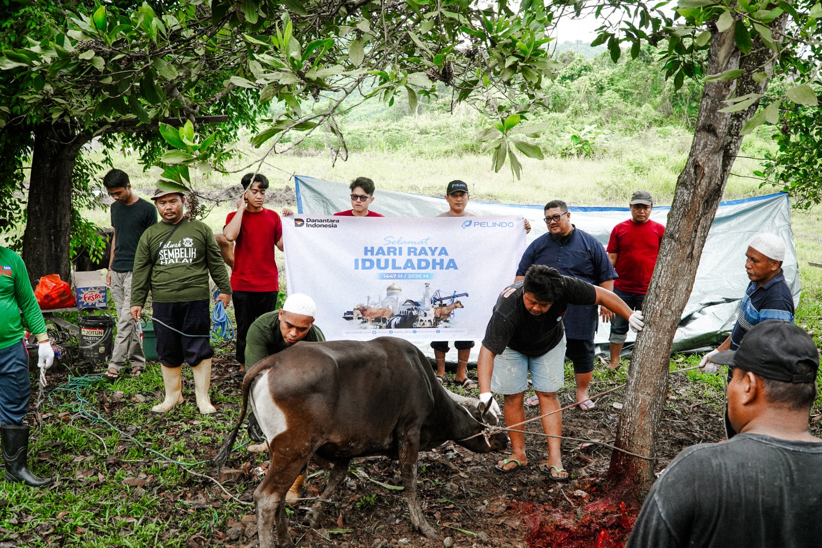 Pelindo Samarinda Sembelih Tiga Sapi Kurban, Daging Dibagikan ke Warga Sekitar Pelabuhan