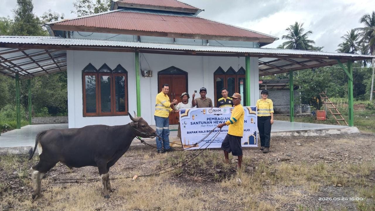 Idul Adha di Lingkar Tambang Halmahera: 66 Sapi Kurban dari NHM untuk 5 Kecamatan