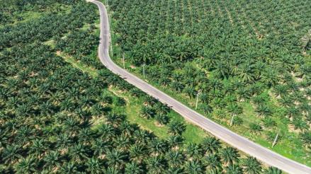 Reli Minyak Nabati Global Dorong Harga CPO ke Level 4.550 Ringgit, Pekan Ini Cetak Kenaikan 1,43 Persen