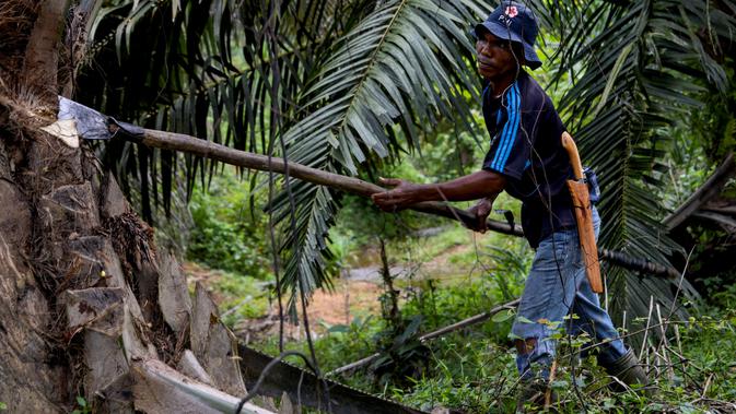 Harga CPO Anjlok Akibat India Kurangi Impor, Bea Keluar Juni 2026 Ditetapkan USD 148 per Ton