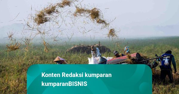 Stok Beras Melimpah, Bulog Siapkan Kapasitas Gudang 7 Juta Ton Demi Serap Panen Petani