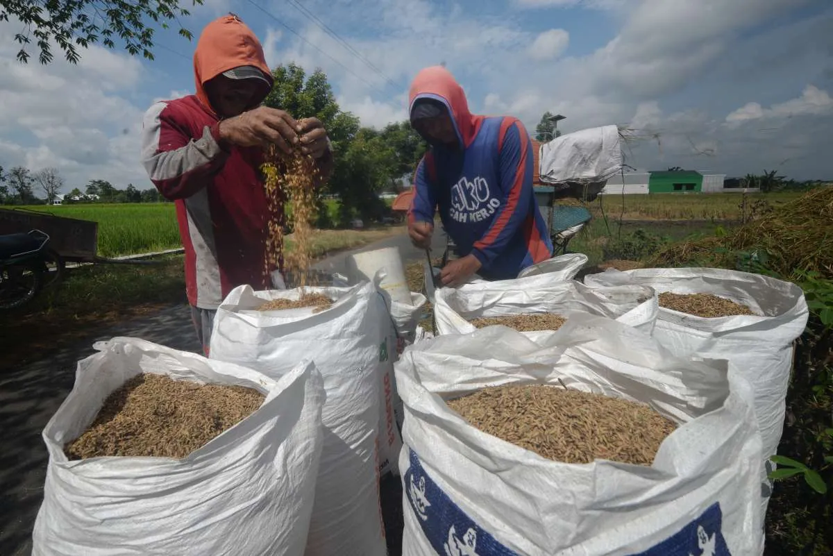 Bulog Serap Gabah Petani Hampir 3 Juta Ton Setara Beras, Stok Cadangan Pangan Tembus 5,3 Juta Ton