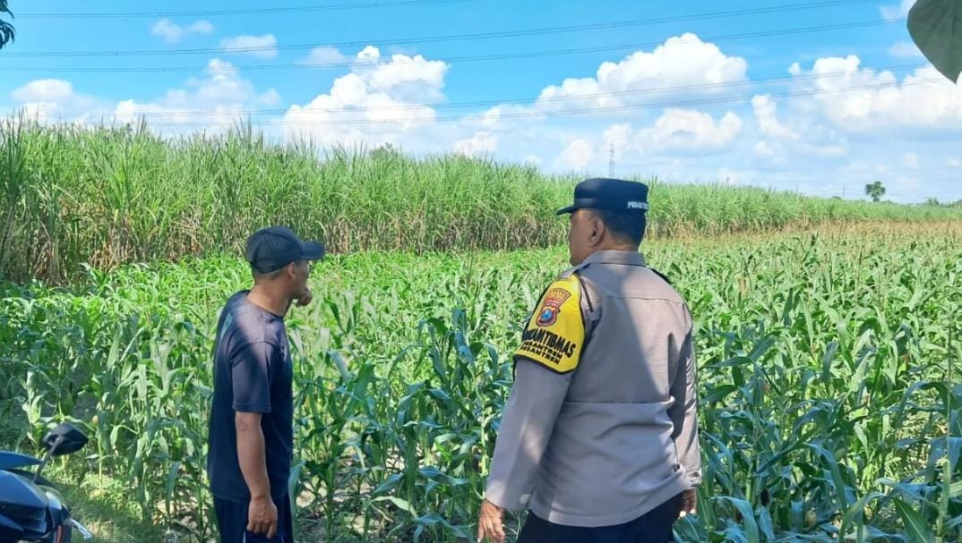 Bhabinkamtibmas Kediri Kota Giring Petani Jagung Jual Hasil Panen ke Bulog, Stok Pangan Nasional Terjaga
