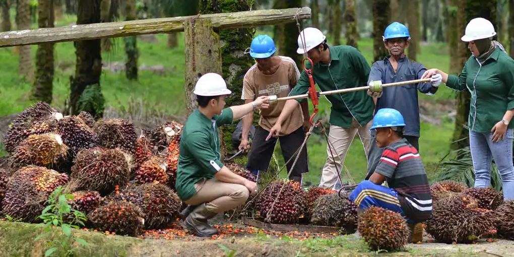 Harga Acuan CPO Anjlok ke USD 1.029 per Ton, Permintaan India Melamban Jadi Biang Kerok