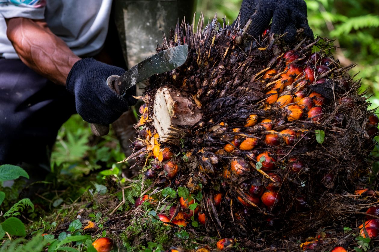 Pabrik Kelapa Sawit yang Ikuti Harga Disbun Tuai Apresiasi dari Petani Plasma