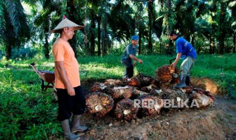Harga Sawit Anjlok, Kementan Ancam Cabut Izin 139 Pabrik yang Tak Serap TBS Petani