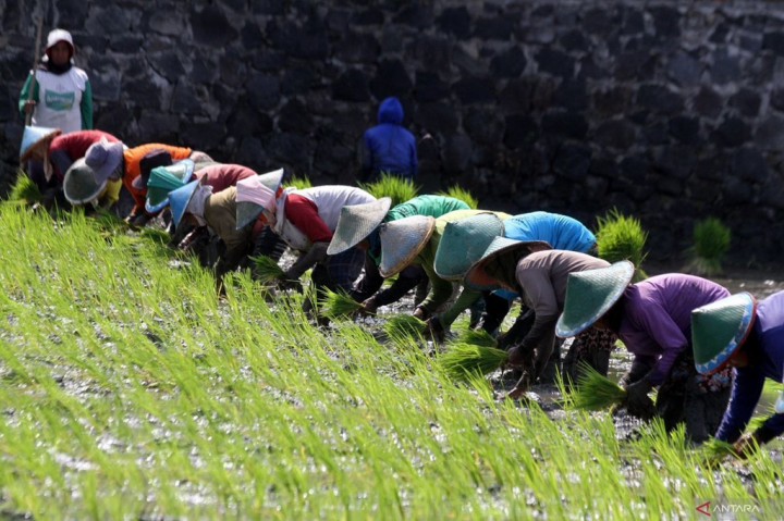Produksi Beras Tembus 34,69 Juta Ton, Perum Bulog Kini Kelola Stok 5,3 Juta Ton