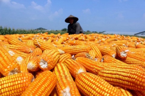 Panen Jagung 64.292 Ton di Pesawaran, GNTI dan Pemda Pacu Modernisasi Pertanian