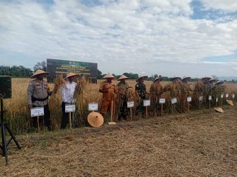 Panen Raya 20 Hektare di Kupang Timur, TNI dan Petani Babau Buktikan Swasembada Beras NTT 2026