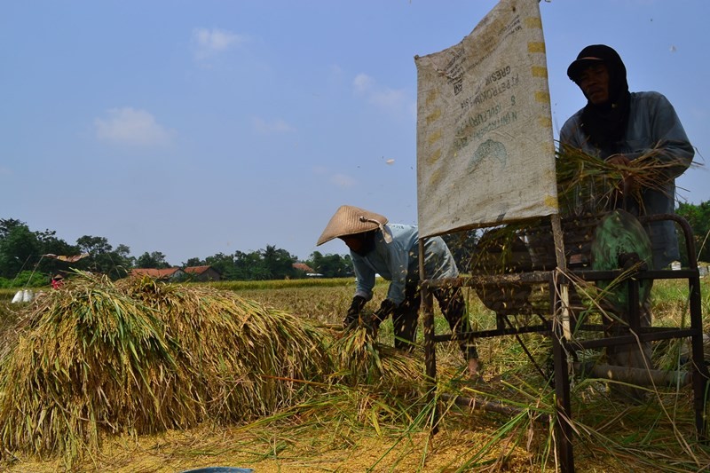 Bulog Serap 3 Juta Ton Gabah Petani, Stok Beras Pemerintah Tembus 5 Juta Ton – Tertinggi Sepanjang Sejarah