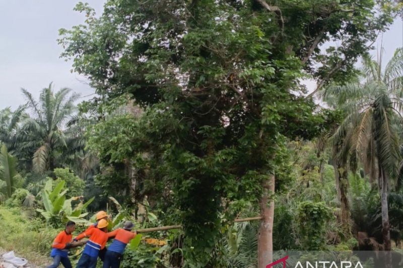 Antisipasi Cuaca Ekstrem, KAI Sumut Tebang 330 Pohon di Sepanjang Rel Kereta Api