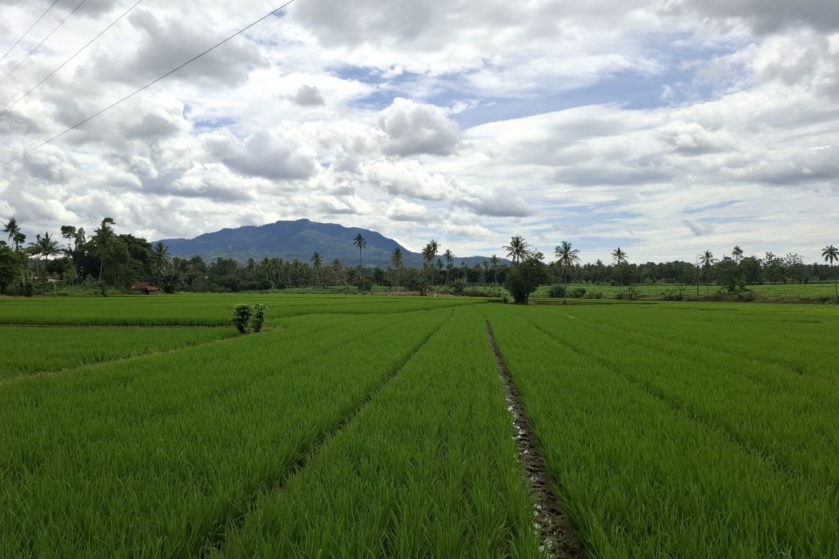 Dinas KPTPH Lampung Wajibkan Sertakan Poligon Lahan untuk Penyaluran Bantuan Benih ke Petani