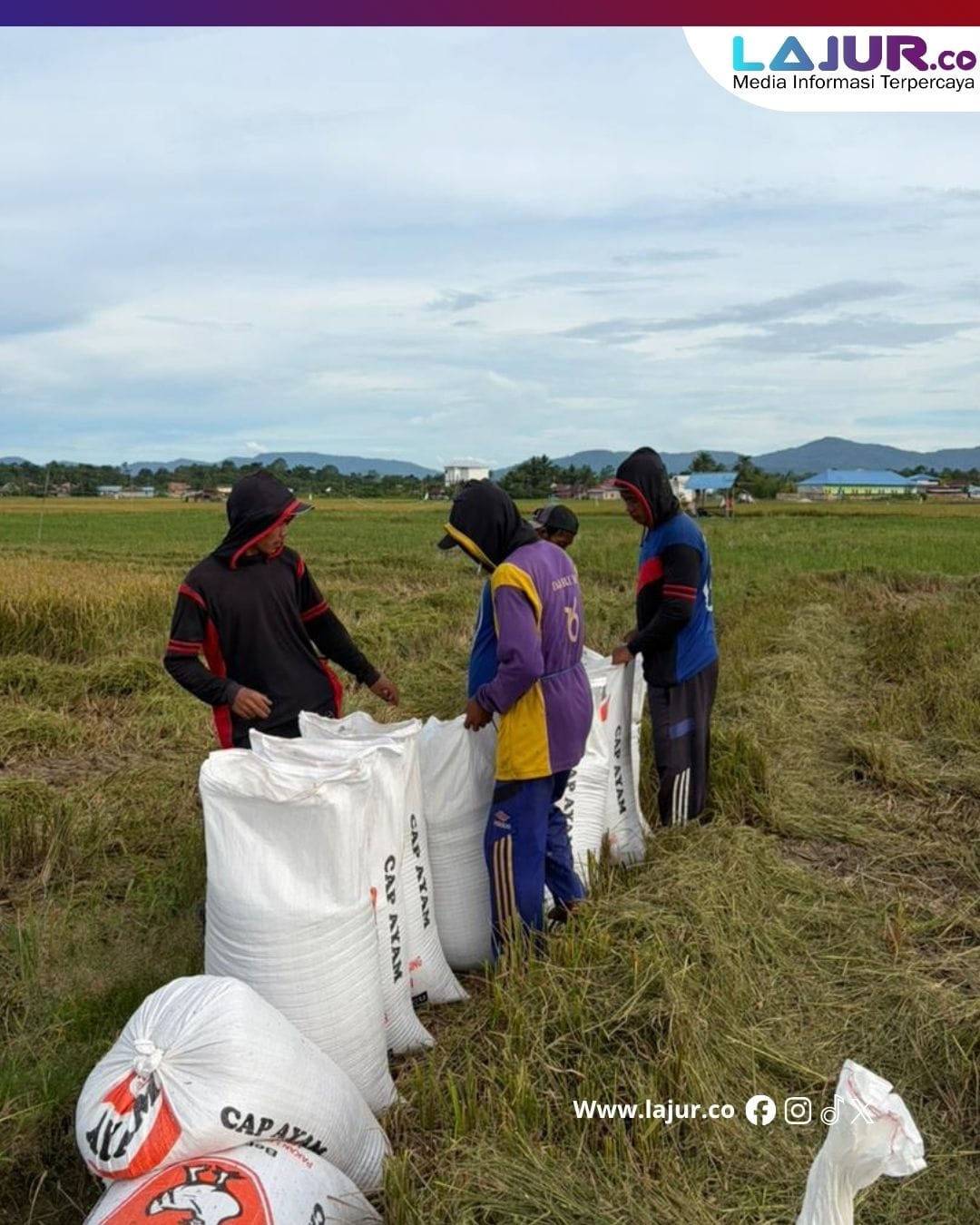 Bulog Serap 3 Juta Ton Gabah Petani, Stok Beras Pemerintah Tembus Rekor 5 Juta Ton