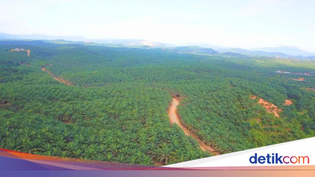 Harga TBS Sawit Petani Kalteng Ditetapkan Rp 3.493 per Kilogram, Berlaku Dua Pekan ke Depan
