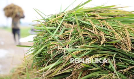 Syngenta Hadirkan Teknologi Perlindungan Padi MIRAVIS Duo, Target Dongkrak Produksi Beras Nasional