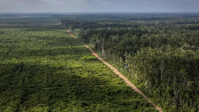 Hari Lingkungan Hidup Sedunia 2026, Laju Deforestasi di Papua Capai 770.000 Hektare dalam Setahun