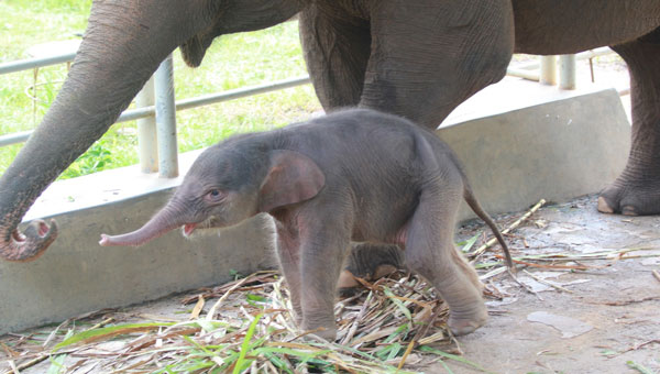 Bayi Gajah Sumatera Betina Lahir di Lembah Hijau Lampung, Berat 123 Kilogram dan Tepat di Hari Lingkungan Hidup