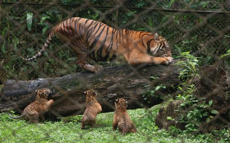 Taman Safari Prigen Catatkan Kelahiran Empat Harimau Sumatra, Populasi Kritis Bertambah