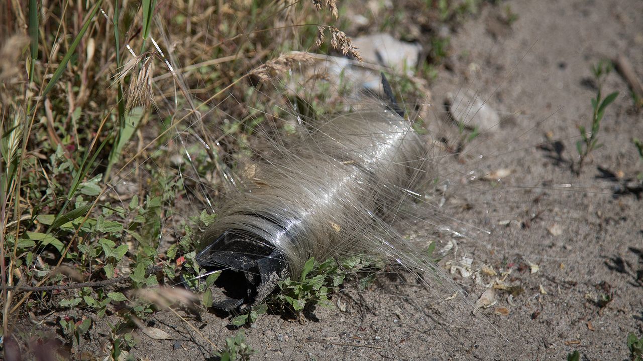 Burung di Donbas Manfaatkan Serat Optik Sisa Drone Perang untuk Hangatkan Sarang