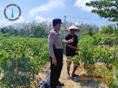 Bhabinkamtibmas Way Serdang Turun ke Pekarangan Warga, Sosialisasi Ketahanan Pangan demi Program Asta Cita