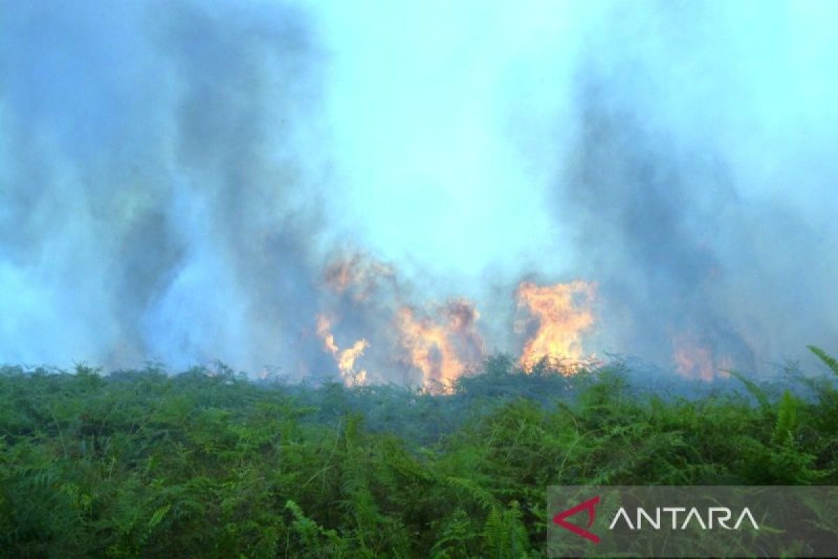 29,1 Hektare Lahan Gambut dan Perkebunan di Empat Kecamatan Aceh Barat Terbakar, Asap Mulai Ganggu Pernapasan Warga