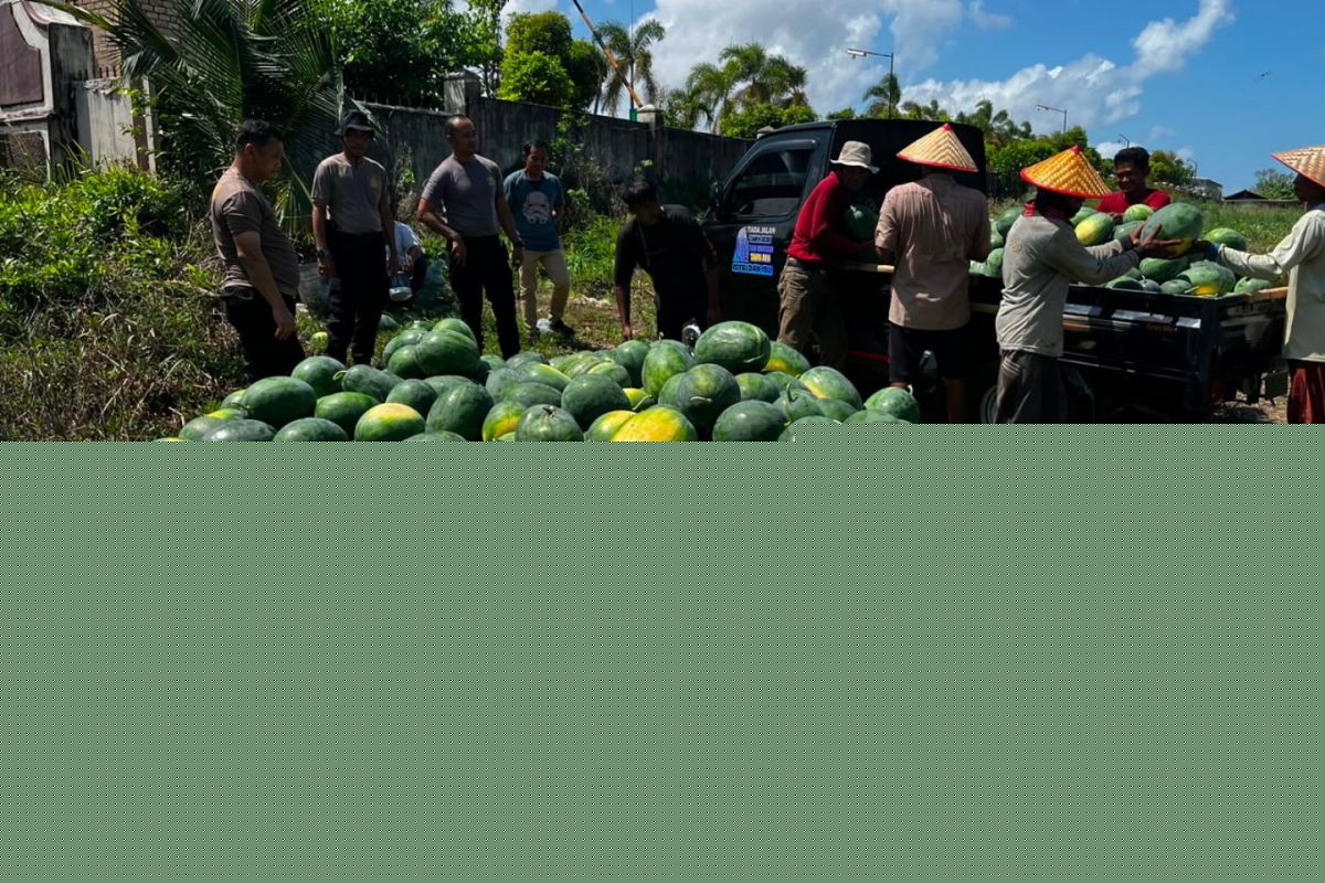 Polres Bangka Barat Panen 15 Ton Semangka dari Lahan Kritis 1,8 Hektare, Jadi Contoh Ketahanan Pangan