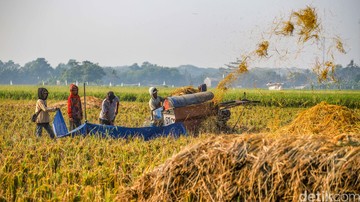 Petani Bekasi Gigih Giling Gabah di Tengah Rupiah Loyo, Ketahanan Pangan Nasional Tetap Terjaga