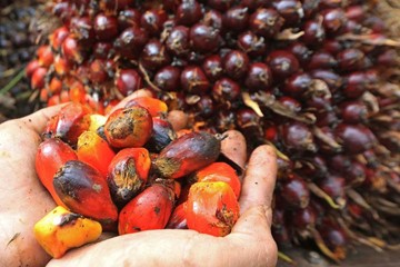 Harga TBS Sawit Anjlok, Petani Plasma PT Rimba Mujur Mahkota Tetap Terlindungi Skema Kemitraan