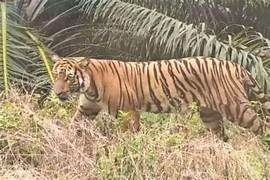 BKSDA dan TNI Kirim Tim Gabungan Usir Harimau Sumatera di Gayo Lues, Warga Dilarang ke Kebun
