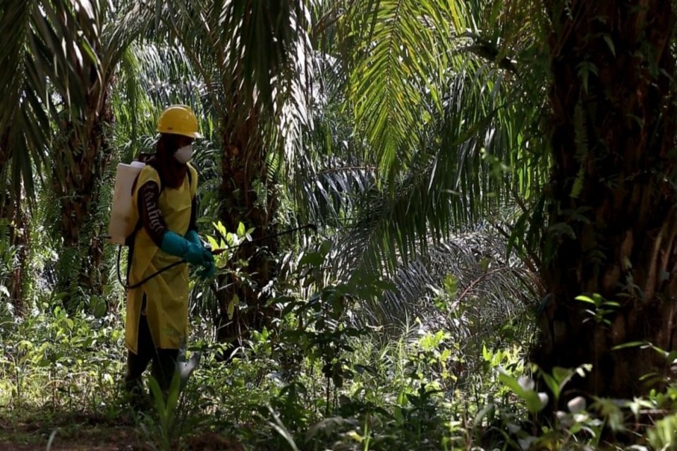 Haji Isam Tunda Ekspansi, Emiten Sawit PGUN Prioritaskan Replanting Hingga 2030