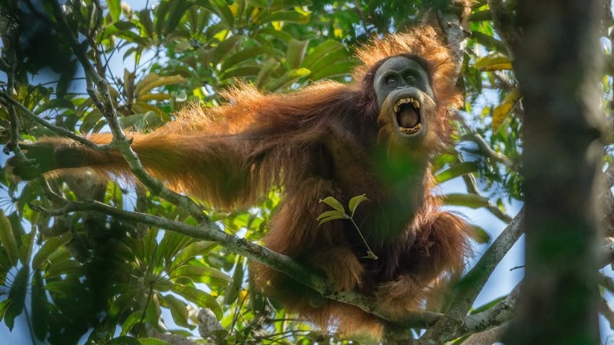 Studi Baru Ungkap 58 Orangutan Tapanuli Tewas Akibat Longsor November 2025, 7% Populasi Global Lenyap