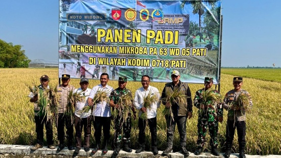 Bulog dan TNI Dorong Produktivitas Padi di Pati, Lahan 4,9 Hektare Panen 7,8 Ton per Hektare