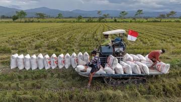 Serapan Gabah Bulog Tembus 3,01 Juta Ton, Petani Konawe Selatan Mulai Panen