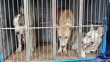 Bocah Tewas Diserang Anjing Pemburu di Bogor, Camat Usul Aturan Berburu ke Bupati
