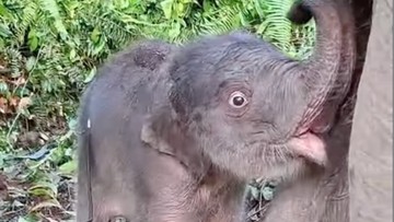 Kapolda Riau Sambut Langsung Kelahiran Anak Gajah Sumatera di Taman Nasional Tesso Nilo, Serukan Penguatan Patroli