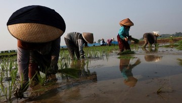 Petani Cirebon Pangkas Jadwal Tanam, Ancaman Gagal Panen Akibat El Nino Mulai Terasa
