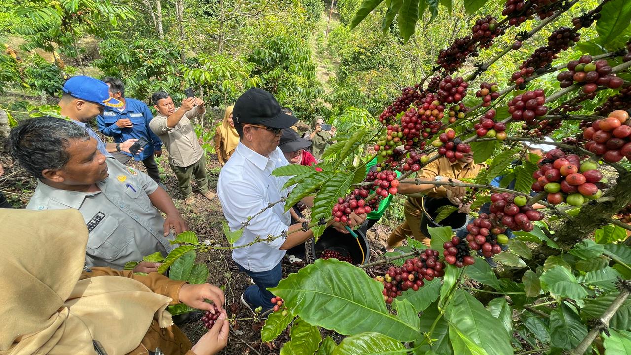 Panen Kopi di Sawahlunto, PT Bukit Asam Buktikan Tambang Bisa Sejalan dengan Pertanian Berkelanjutan