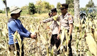 Polisi Kawal Langsung Penyerapan Jagung Petani ke Bulog, Harga Dijamin Rp 6.500 per Kg