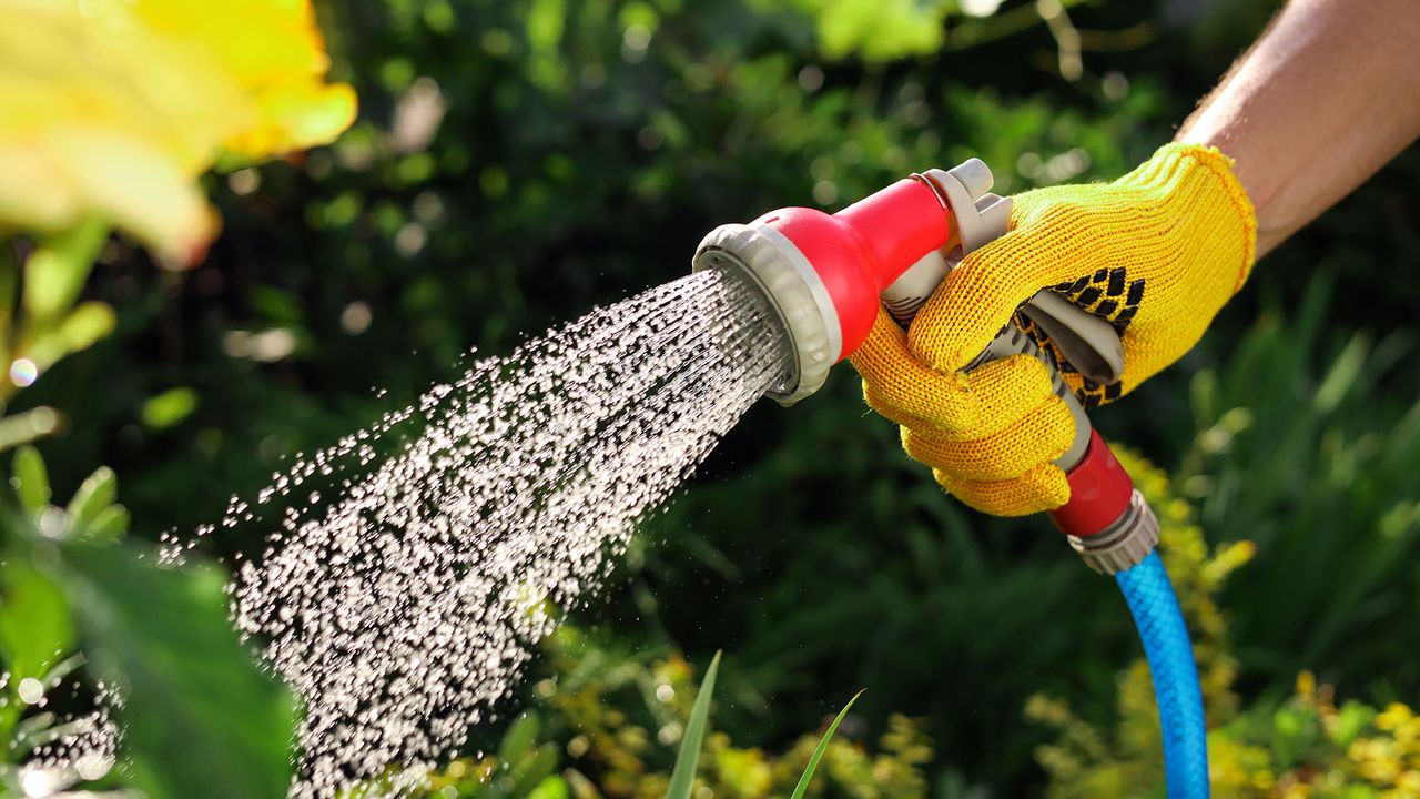 Pakar Hortikultura Ungkap Waktu Terbaik Menyiram Tanaman di Musim Panas, Bukan Siang Hari