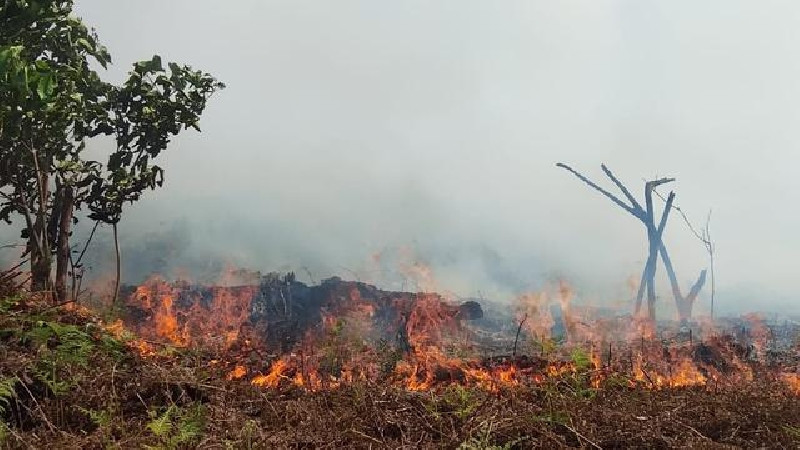 4 Tahun Karhutla di Aceh: Jumlah Kejadian Menurun, Lahan Terbakar Justru Meluas hingga 247 Hektare
