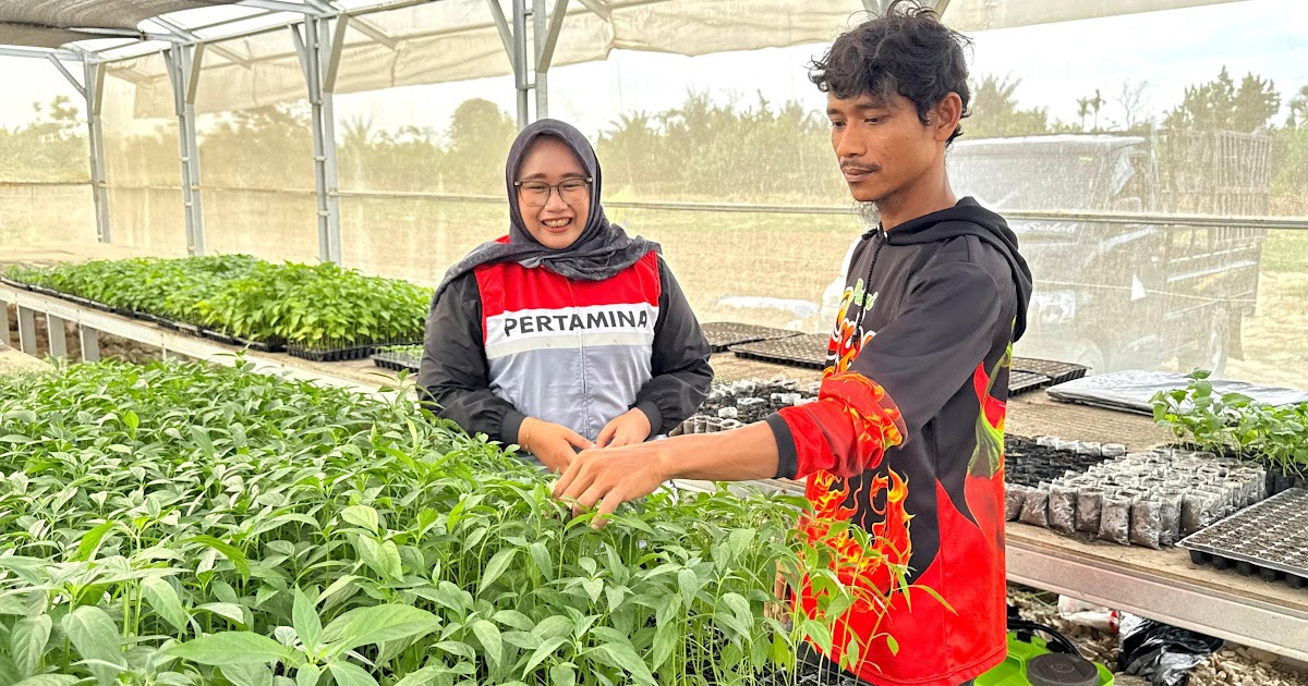 Petani Aceh Tamiang Panen Perdana Pascabanjir Bandang, 21 Rante Lahan Kembali Hijau