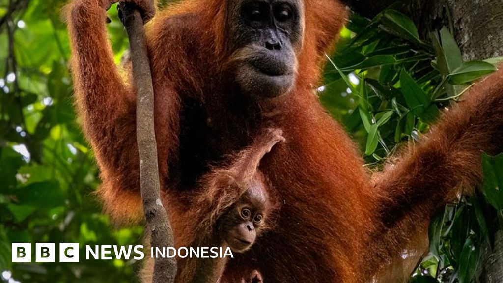Banjir Bandang Sumatra Utara Tewaskan 58 Orang Utan Tapanuli, Populasi Tersisa 800 Ekor