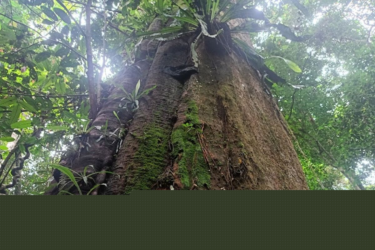Balai Taman Nasional Kutai di Kutim Lindungi Enam Flora Penting, dari Pasak Bumi hingga Anggrek Hitam