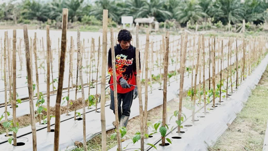 Pertamina Bantu Restorasi Lahan 1,8 Hektar, Petani Aceh Tamiang Bangkit Pascabanjir Sumatra