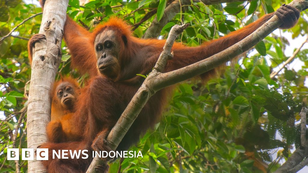 Siklon Senyar Tewaskan 58 Orangutan Tapanuli, Setara 7% Populasi Spesies Paling Langka di Dunia
