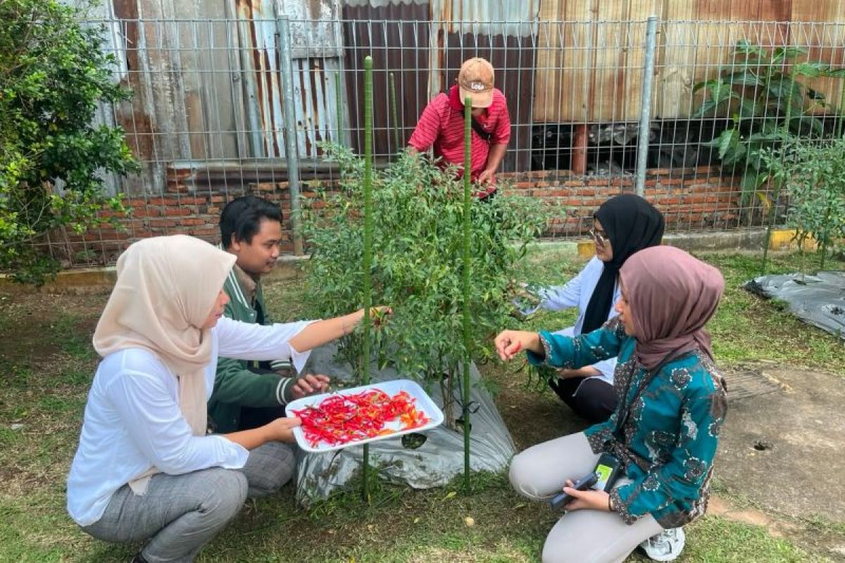 Panen Perdana Kebun Gizi Rawajaya: Pertamina Ubah Lahan RPTRA Jadi Sumber Cuan Warga
