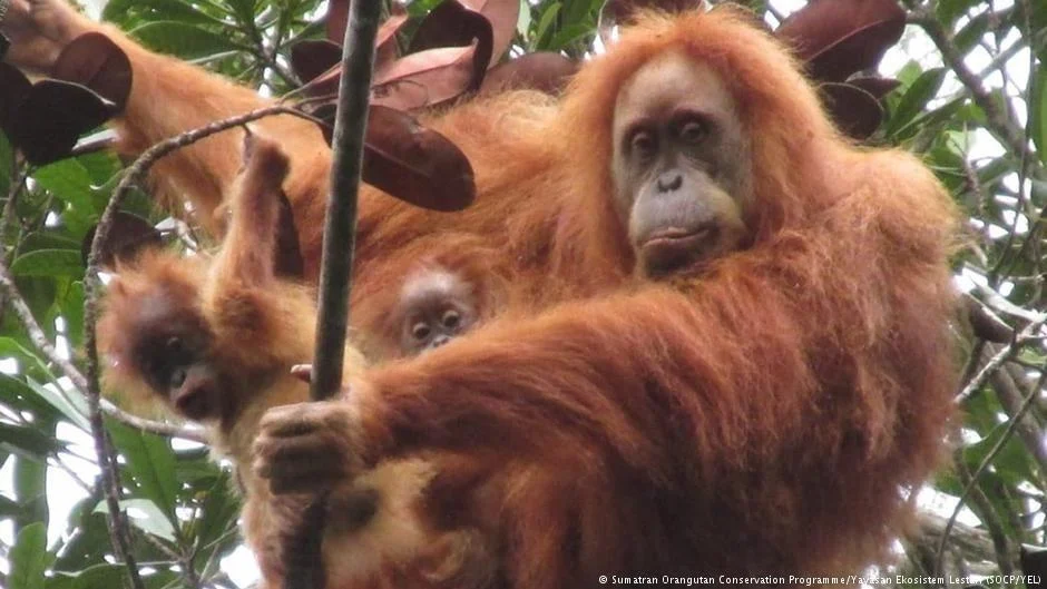 Siklon Tropis Senyar Tewaskan 58 Orangutan Tapanuli, Setara 7% Populasi Global
