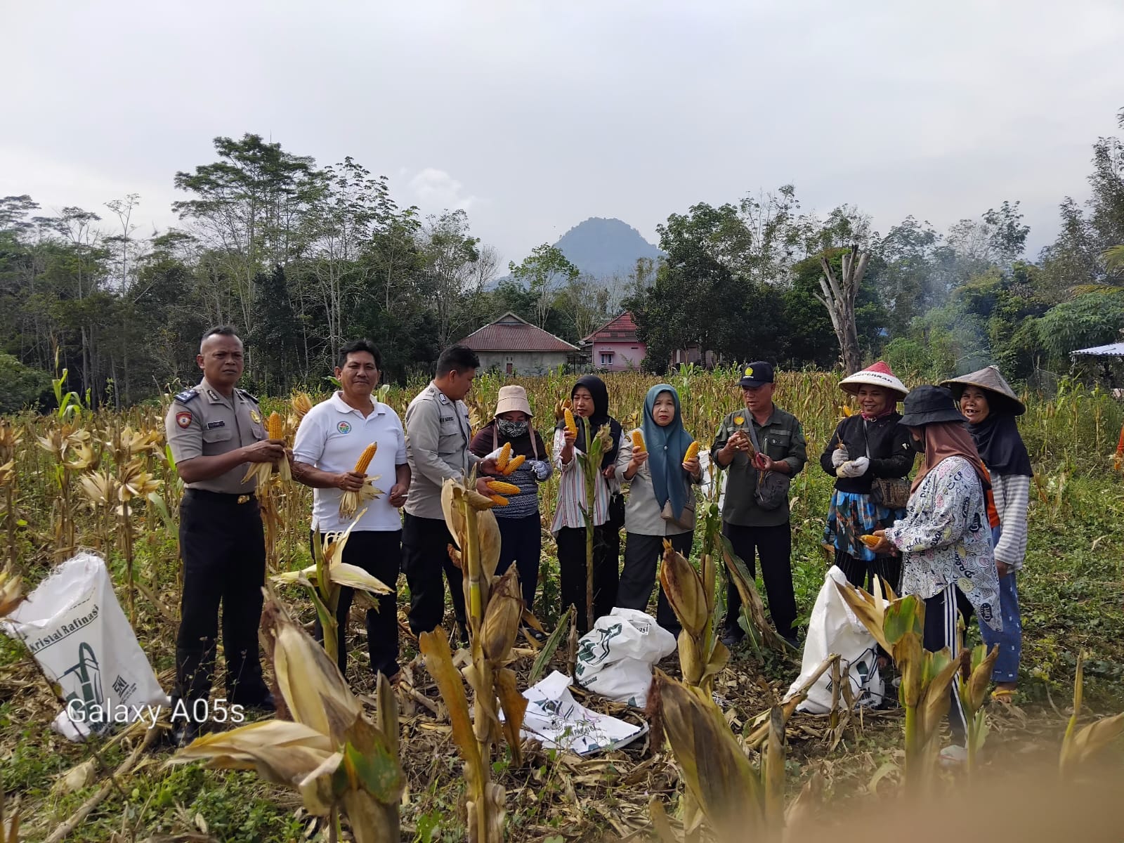 Bhabinkamtibmas Lebong Dampingi Panen Jagung di Desa Gunung Alam, Target Dukung Ketahanan Pangan Nasional