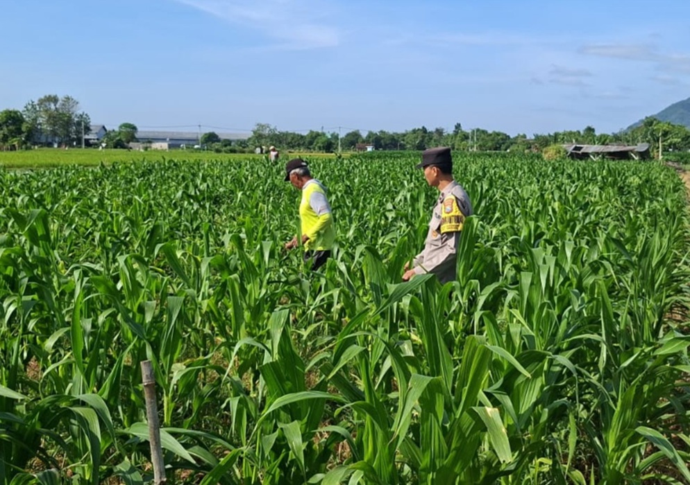 Bulog Jamin Serap Panen Jagung Petani Kediri, Bhabinkamtibmas Turun ke Sawah